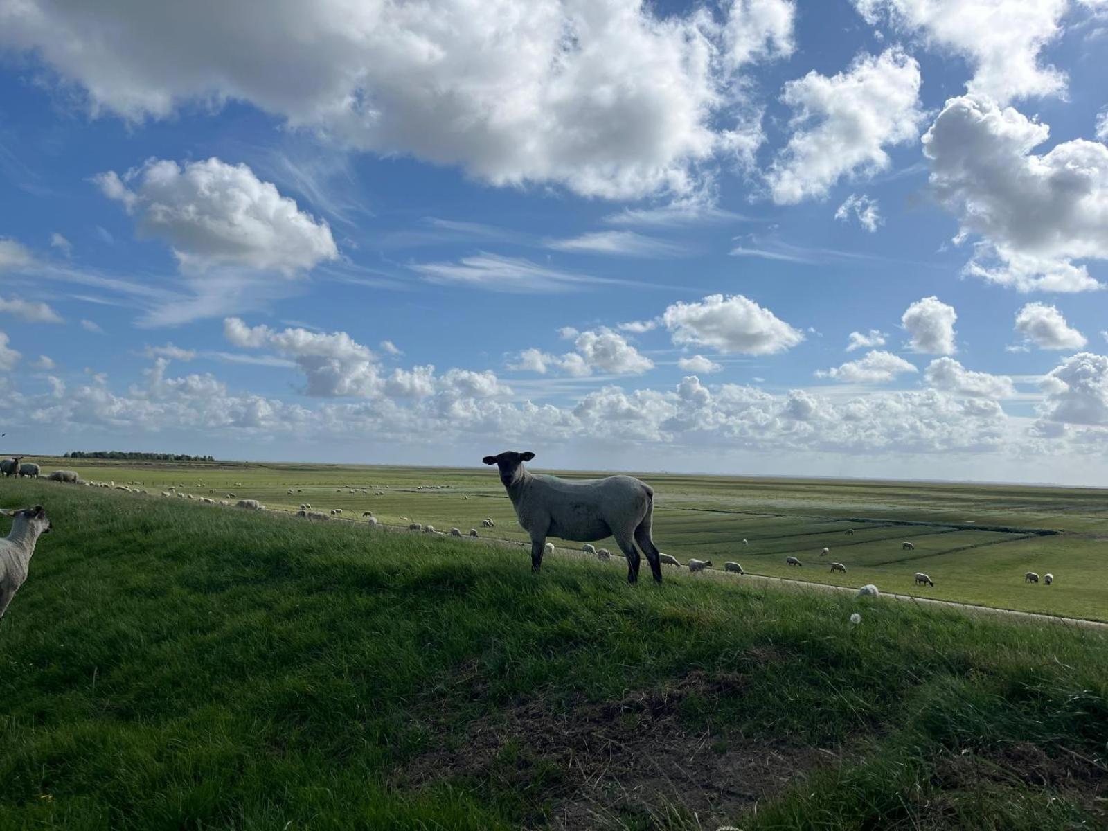 Frieda - Ferienwohnung Mit Deichblick Friedrichskoog Esterno foto
